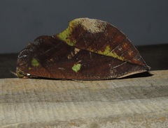 Eudocima sikhimensis