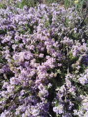 Thymus pallasianus
