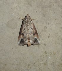 Hypocala deflorata