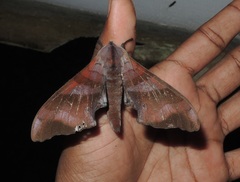 Marumba nympha