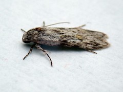 Stenoptena icmaea