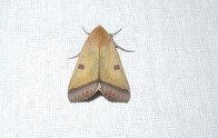 Ophiusa trapezium