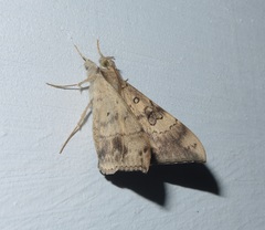 Oxyodes scrobiculata