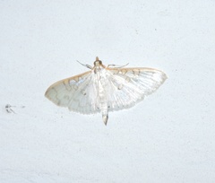 Palpita annulifer
