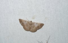 Petelia medardaria