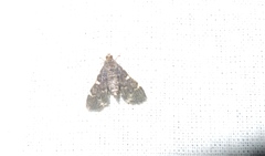 Piletocera sodalis