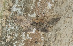 Ruttellerona pseudocessaria