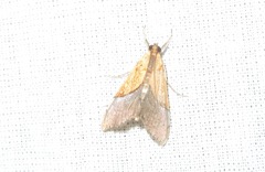 Sagariphora magnificalis