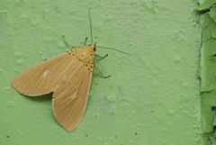Asota producta