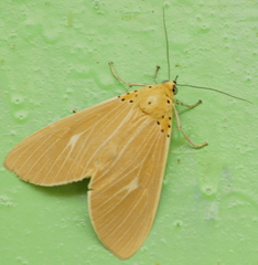 Asota producta