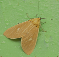Asota producta