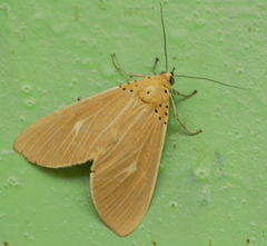 Asota producta