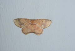 Yashmakia conflagrata