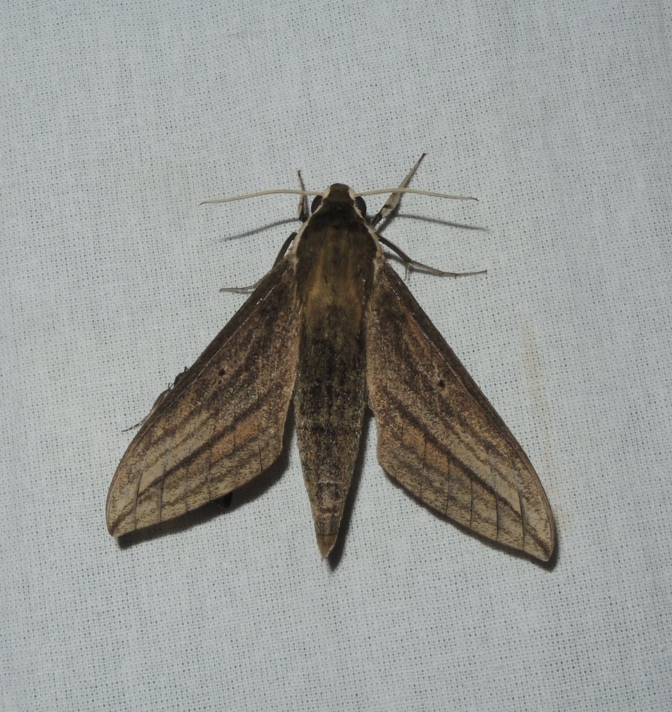 Theretra shendurneensis