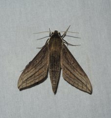 Theretra shendurneensis