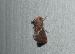 Zonoplusia