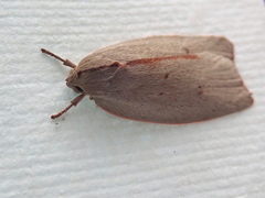 Euchaetis rhodochila