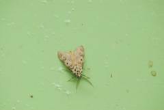 Sommeria marchalii