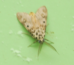 Sommeria marchalii