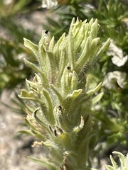 Castilleja nana