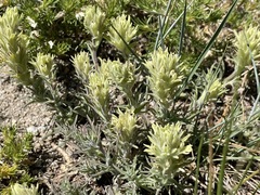 Castilleja nana
