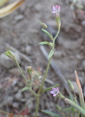 Allophyllum capillare