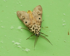 Sommeria marchalii