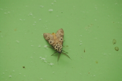 Sommeria marchalii