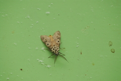 Sommeria marchalii