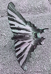 Iphiclides feisthamelii