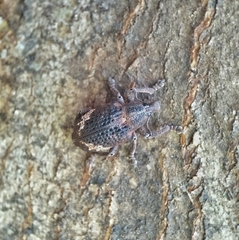 Oxyops fasciatus