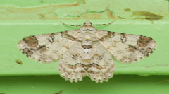 Cleora alienaria
