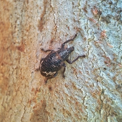 Oxyops fasciatus