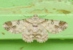 Cleora alienaria