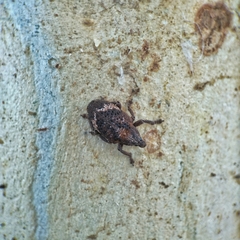 Oxyops fasciatus