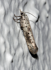 Yponomeuta irrorellus