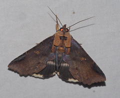 Ercheia