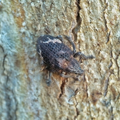 Oxyops fasciatus