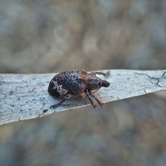 Oxyops fasciatus