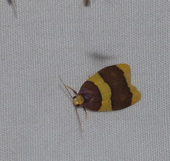 Heterallactis phlogozona
