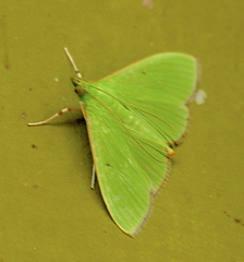 Parotis marginata