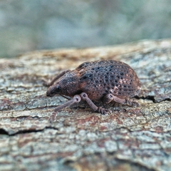 Oxyops fasciatus