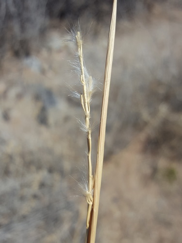 Cane Bluestem foliage