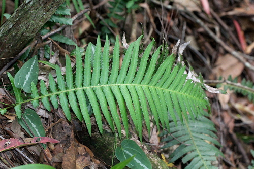 Giant Rasp Fern (Blechnum maximum)
