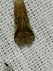 Euzophera cinerosella