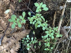 Fuchsia × bacillaris