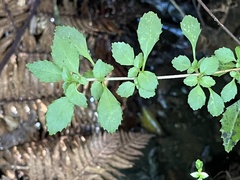Fuchsia × bacillaris