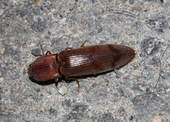 Stenagostus rhombeus