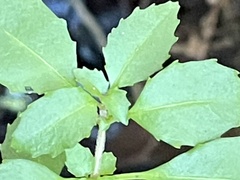Fuchsia × bacillaris