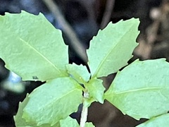 Fuchsia × bacillaris